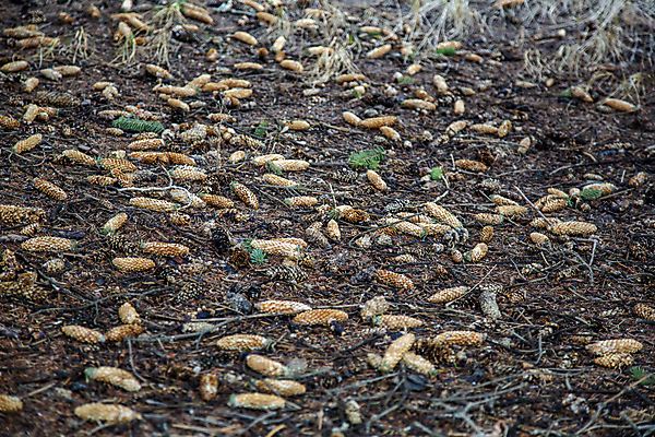 포토 JPG 해외이미지 나무 식물 계절 공원 과일 자연 씨앗 사람없음 야외 장식 갈색 소나무 닫기 숲 큼 오브젝트 상록수 침엽수 전나무 원뿔 내추럴 가문비나무 해외포토 도형 공공시설 컬러 모션 크기 생태계 파일형식 이미지허브