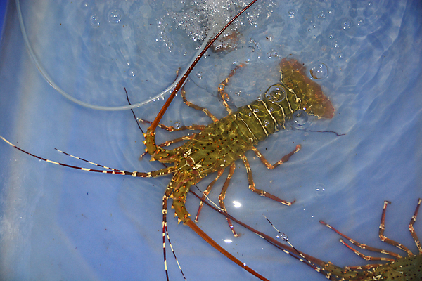 포토 JPG 해외이미지 동물 1 유럽 야생동물 음식 바다 백그라운드 자연 거리 건강 갑각류 사람없음 빨간색 물 우주 얼음 식사 저녁식사 추위 연못 신선 가시 그룹 고급 맛 바닷가재 지중해 해산물 유기농 날것 대서양 내추럴 생식 해외포토 자연요소 웰빙 나라 컬러 컨셉 가재 생태계 파일형식 이미지허브
