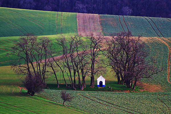 포토 JPG 해외이미지 나무 유럽 야생동물 여행 밭 자연 벽지 휴가 파노라마 그림자 사람 사람없음 야외 초록색 컬러풀 태양 와인 맑음 놀람 봄 산책로 언덕 만족 그림 지역 체코 남쪽 공화국 토스카나 모라비아 해외포토 자연요소 식물 동물 계절 감정 나라 길 컬러 농업 날씨 주류 촬영기법 표정 이탈리아 방향 생태계 파일형식 이미지허브