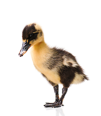 포토 JPG 해외이미지 동물 야생동물 어린이 농업 날개 자연 조류 새로움 오리 털 병아리 사람없음 반려동물 뷰티 농장 노란색 머리 검은색 가축 봄 회색 흰색 아기 신생아 달콤 작음 깃털 호기심 부리 솜털 물갈퀴 양발 천진난만 해외포토 계절 감정 산업 컬러 컨셉 사람 신체부위 맛 크기 생태계 파일형식 이미지허브
