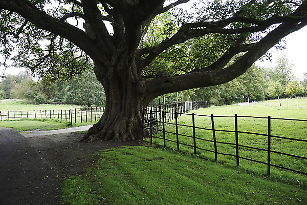 포토 JPG 해외이미지 나무 식물 계절 공원 백그라운드 잎 패턴 자연 건조 사람없음 목재 초록색 컬러풀 갈색 노란색 흰색 황금 숲 질감 더블린 내추럴 고립 대패 옛날 플라타너스 해외포토 공공시설 컬러 무늬 재료 생태계 아일랜드 파일형식 이미지허브