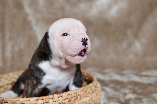 포토 JPG 해외이미지 새끼 실내 앉기 사람없음 반려동물 귀여움 개 강아지 매끈함 불독 해외포토 동물 컨셉 포유류 모션 내부 감각 파일형식 이미지허브