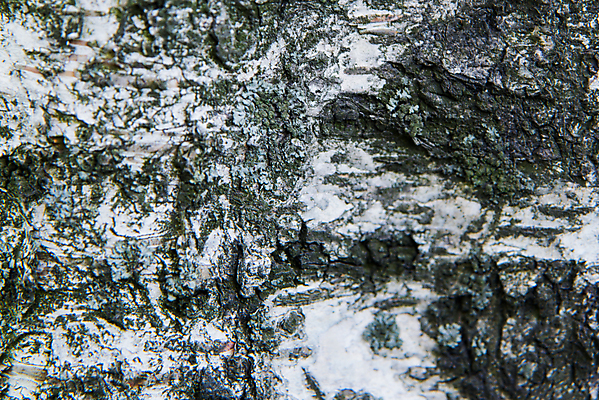 포토 JPG 해외이미지 나무 식물 공원 꽃 도로 길 여행 백그라운드 잎 밭 자연 하늘 풍경 사람없음 야외 목재 초록색 여름 빛 햇빛 태양 환경 맑음 가을 나뭇가지 신선 개화 성자 숲 민들레 오솔길 6월 질감 정사각형 러시아 장면 나무껍질 자작나무 내추럴 러시아인 해외포토 자연요소 도형 서양인 계절 공공시설 유럽 종교 컬러 농업 재료 교통시설 날씨 껍질 날짜 생태계 파일형식 이미지허브