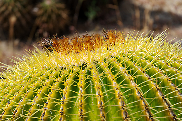 포토 JPG 해외이미지 모양 식물 계절 꽃 지구 잎 꽃무늬 공 자연 멕시코 선인장 통 건강 사람없음 초록색 컬러풀 노란색 사막 성장 뜨거움 원형 가시 황금 위험 척추 묘사 질감 복고 날카로움 애리조나 찌르기 고립 식용 이국적 텍사스 해외포토 도형 컬러 컨셉 북아메리카 무늬 모션 뼈 미국 생태계 파일형식 이미지허브
