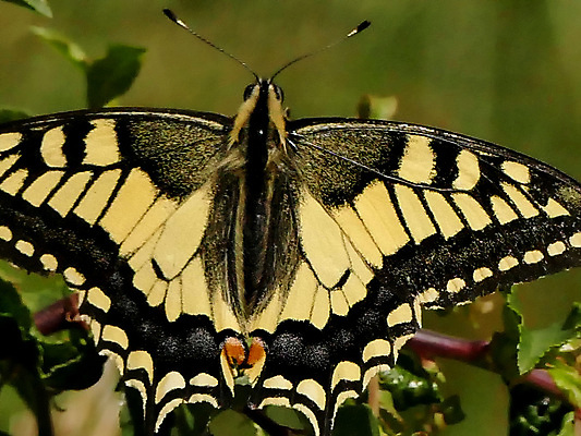 포토 JPG 해외이미지 동물 야생동물 나비 곤충 날개 자연 독일 사람없음 컬러풀 노란색 그리기 묘사 내추럴 동물상 해외포토 유럽 컬러 모션 조형물 생태계 파일형식 이미지허브