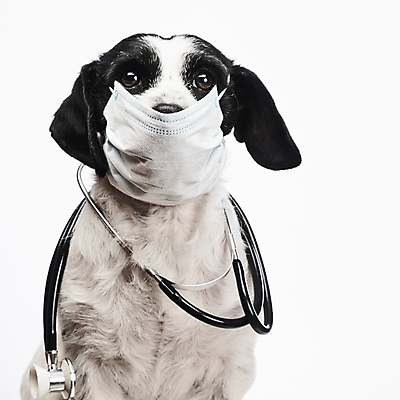 포토 JPG 해외이미지 동물 직업 포즈 청진기 건강 가면 마스크 사람없음 반려동물 건강관리 시험 간호사 의사 환경오염 바이러스 개 보호 질병 작음 문서 옷입기 번짐 전염 수의사 송곳니 돌봄 전염병 해외포토 교육 컨셉 포유류 의학 의료기기 모션 관리 의료진 치아 크기 감염 파일형식 효과 이미지허브