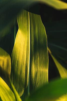 포토 JPG 해외이미지 식물 문화 음식 줄기 백그라운드 잎 패턴 밭 농업 채소 자연 하늘 추상 건강 옥수수 사람없음 야외 초록색 파란색 농작물 태양 농장 노란색 일출 환경 봄 수확 성장 시골 신선 낟알 땅 시리얼 유기농 질감 내추럴 밭일 세련 해외포토 자연요소 웰빙 계절 산업 컬러 무늬 곡류 노을 생태계 파일형식 이미지허브