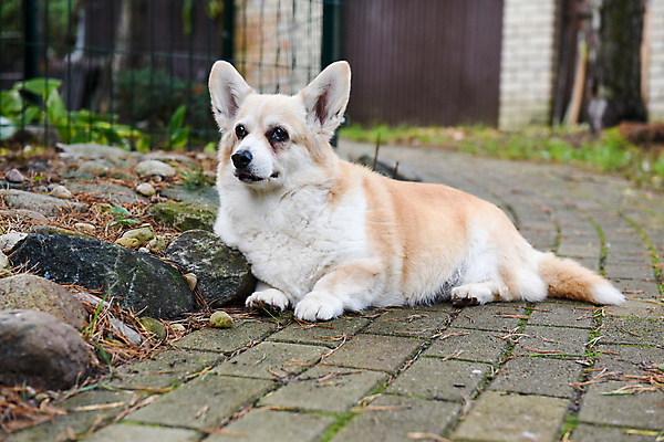 포토 JPG 해외이미지 행복 도로 사랑 앉기 사람없음 반려동물 기다림 개 강아지 고독 보호 해외포토 동물 감정 길 컨셉 포유류 교통시설 모션 파일형식 이미지허브
