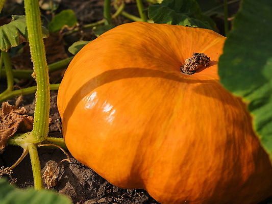 포토 JPG 해외이미지 식물 1 줄기 백그라운드 밭 채소 오렌지 호박 건조 사람없음 초록색 농작물 햇빛 농장 노란색 정원 맑음 흙 할로윈 수확 성장 시골 신선 시장 11월 준비 에코 유기농 꼬리 먼지 장면 부드러움 박 추수감사절 스쿼시 내추럴 밭일 숙성 해외포토 웰빙 기독교 스포츠 컬러 농업 과일 날씨 태양 구기 환경 감각 날짜 파일형식 이미지허브