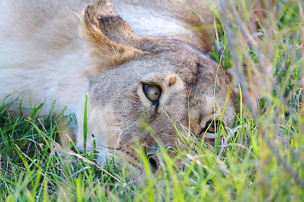 포토 JPG 해외이미지 동물 응시 공원 여자 얼굴 야생동물 포유류 아프리카 자연 휴식 성인 사람없음 초록색 여름 환경 고양이 게임 관찰 황무지 위험 사자 큼 왕 사파리 육식동물 사냥꾼 케냐 사자자리 서식지 표범 내추럴 마사이족 사바나 암사자 전국 해외포토 직업 시선 계절 공공시설 나라 컬러 컨셉 모션 놀이 사람 신체부위 반려동물 별자리 크기 암컷 생태계 파일형식 이미지허브
