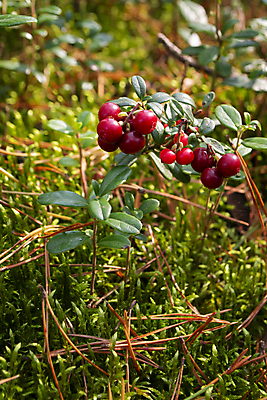 포토 JPG 해외이미지 식물 계절 열매 문화 음식 백그라운드 잎 다이어트 과일 공 자연 디저트 건강 스웨덴 사람없음 빨간색 초록색 추위 수확 신선 닫기 맛 숲 작음 유기농 각도 상록수 숙성 스칸디나비아 크랜베리 많음 해외포토 웰빙 컬러 컨셉 농업 모션 북유럽 크기 생태계 파일형식 이미지허브