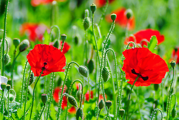포토 JPG 해외이미지 식물 꽃잎 꽃 분홍색 백그라운드 잎 꽃무늬 밭 농업 자연 옥수수 씨앗 사람없음 야외 빨간색 초록색 여름 컬러풀 뷰티 정원 보라색 봄 활발 벚꽃 시골 신선 개화 제비꽃 전쟁 양귀비 L 내추럴 추모 몬테카를로 해외포토 알파벳 계절 산업 컬러 컨셉 무늬 곡류 생태계 모나코 파일형식 이미지허브