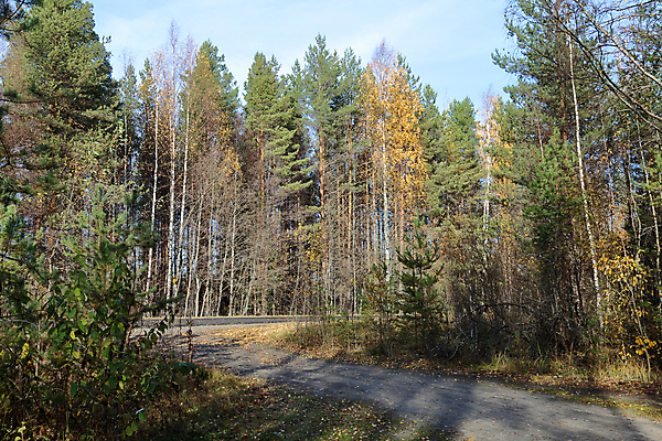 포토 JPG 해외이미지 나무 식물 계절 공원 백그라운드 낙엽 잎 자연 사람없음 야외 목재 빛 컬러풀 뷰티 노란색 환경 침묵 나뭇가지 시골 황금 숲 러시아 10월 내추럴 삼림지대 해외포토 공공시설 유럽 컬러 재료 소리 날짜 생태계 파일형식 이미지허브