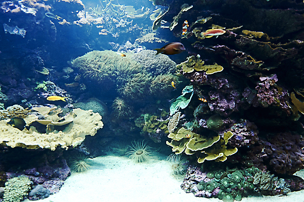 포토 JPG 해외이미지 동물 한마리 1 아시아 야생동물 바다 오렌지 자연 종류 어류 사람없음 초록색 물 파란색 노란색 수중 수영 광대 오세아니아 산호 호주 다이빙 지느러미 태평양 암초 수족관 멸종 내추럴 동물상 이국적 해외포토 자연요소 나라 컬러 과일 조형물 수중동물 수상스포츠 자포동물 생태계 수중스포츠 파일형식 이미지허브