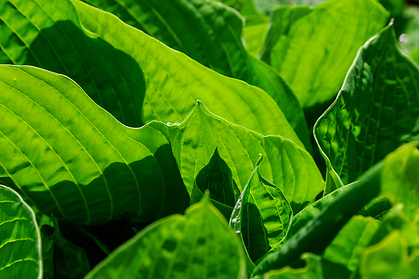 포토 JPG 해외이미지 식물 백그라운드 컨셉 잎 패턴 자연 추상 조명 사람없음 초록색 빛 컬러풀 햇빛 환경 정원 봄 활발 성장 신선 투명 유기농 질감 정맥 내추럴 광합성 그리너리 해외포토 웰빙 계절 컬러 무늬 태양 생태계 혈관 파일형식 트랜드컬러 이미지허브