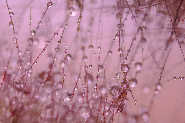 포토 JPG 해외이미지 식물 백그라운드 자연 사람없음 물 물방울 해외포토 자연요소 생태계 파일형식 이미지허브