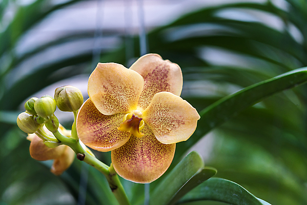 포토 JPG 해외이미지 나무 식물 계절 공원 꽃잎 꽃 분홍색 꽃다발 백그라운드 꽃무늬 패턴 밭 오렌지 자연 벽지 추상 선물 사람없음 야외 장식 초록색 여름 컬러풀 노란색 머리 우주 정원 보라색 봄 활발 벚꽃 흰색 나뭇가지 축하 난초 닫기 제비꽃 내추럴 해외포토 공공시설 컬러 컨셉 무늬 농업 과일 모션 신체부위 생태계 파일형식 이미지허브
