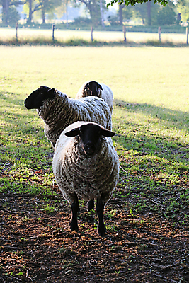 포토 JPG 해외이미지 동물 아시아 밭 농업 포유류 자연 염소 산 건조 경사 사람없음 야외 빨간색 농장 머리 검은색 가축 사막 시골 양 뜨거움 그룹 군중 정상 큼 방목 땅 러시아 장면 밭일 시베리아 옛날 줄서기 찰과상 해외포토 유럽 나라 산업 컬러 모션 사람 신체부위 축산업 상처 크기 생태계 파일형식 이미지허브
