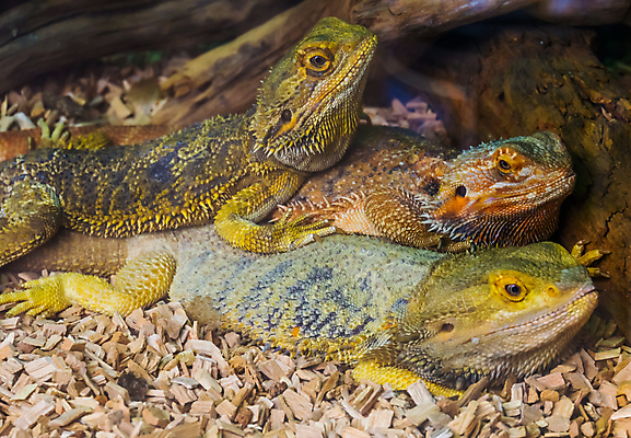 포토 JPG 해외이미지 동물 얼굴 가족 파충류 수염 뿔 종류 사람없음 반려동물 컬러풀 머리 용 그룹 호주 도마뱀 이구아나 보유 이국적 인기 해외포토 컬러 관계 신체부위 오세아니아 파일형식 이미지허브