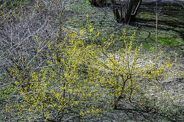 포토 JPG 해외이미지 나무 식물 계절 공원 꽃 백그라운드 잎 자연 사람없음 야외 여름 컬러풀 노란색 정원 봄 성장 벚꽃 나뭇가지 개화 숲 내추럴 해외포토 공공시설 컬러 생태계 파일형식 이미지허브