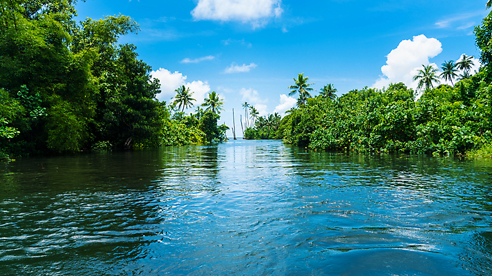 포토 JPG 해외이미지 나무 식물 전통 아시아 호수 섬 여행 백그라운드 교통시설 자연 하늘 휴가 손바닥 동양인 사람없음 야외 초록색 물 파란색 강 반사 보트 숲 크루즈 열대우림 인도인 운하 코코넛 남쪽 뱃놀이 이국적 채널 케랄라주 해외포토 자연요소 외국인 손 나라 컬러 교통 배_교통 과일 인종 전통놀이 인도_나라 방향 시설 생태계 파일형식 이미지허브