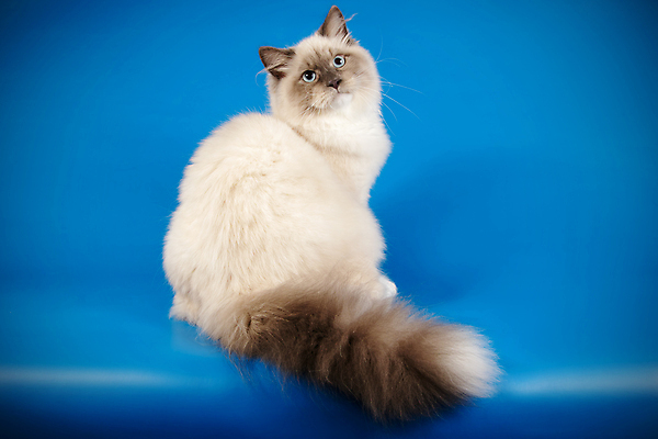 포토 JPG 해외이미지 한마리 사람없음 파란색 반려동물 고양이 네바마스커레이드 해외포토 동물 1 컬러 포유류 파일형식 이미지허브