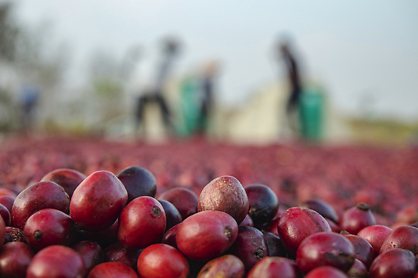 포토 JPG 해외이미지 식물 열매 산업 아시아 커피 음료 음식 백그라운드 패턴 농업 과일 재료 태국 자연 콩 바닥 건조 씨앗 사람없음 야외 빨간색 농장 갈색 카페 수확 신선 체리 농부 굽기 유기농 질감 날것 번짐 내추럴 따뜻한음료 방법 숙성 아라비카 양피지 작살 카페인 해외포토 직업 웰빙 나라 컬러 무늬 곡류 상점 구이 생태계 파일형식 효과 이미지허브