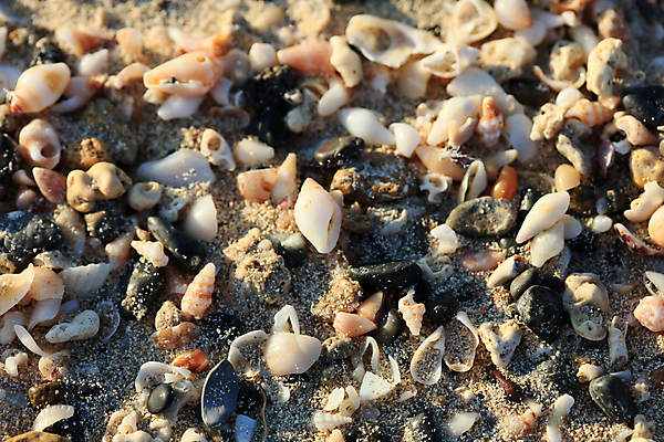 포토 JPG 해외이미지 모래 파도 바다 섬 여행 자연 하늘 휴가 조개 휴식 사람없음 야외 물 여름 파란색 빛 모래사장 햇빛 반사 우주 일출 일몰 껍질 흰색 신선 황금 고급 수집 오브젝트 싱글 휴양지 부드러움 내추럴 앵무조개 터키석 플로리다 해외포토 자연요소 계절 컬러 컨셉 어패류 태양 노을 미국 장소 감각 보석 생태계 파일형식 이미지허브