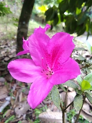 포토 JPG 해외이미지 식물 꽃 분홍색 백그라운드 잎 꽃무늬 농업 자연 벽지 검은배경 추상 사랑 미술 사람없음 야외 초록색 여름 빛 뷰티 장미 정원 어둠 봄 벚꽃 개화 소프트포커스 진달래 다발 관목 가득함 원예 해외포토 나무 계절 감정 산업 컬러 무늬 문화예술 촬영기법 취미 검은색 생태계 파일형식 이미지허브