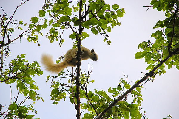 포토 JPG 해외이미지 나무 동물 1 응시 공원 아시아 야생동물 음식 백그라운드 잎 포유류 자연 아침 생물 털 사람없음 야외 목재 초록색 뷰티 갈색 정원 회색 나뭇가지 황무지 저녁 설치류 숲 모피 먹기 호기심 꼬리 다람쥐 나무껍질 솜털 동쪽 발견 내추럴 해외포토 주간 식물 시선 공공시설 감정 나라 컬러 컨셉 재료 모션 껍질 야간 방향 생태계 파일형식 이미지허브