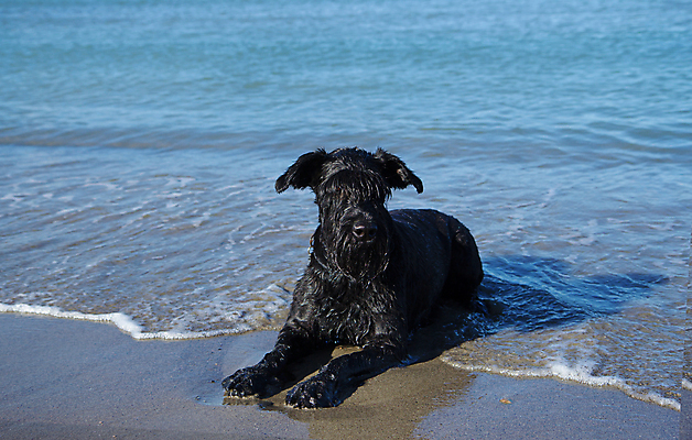 포토 JPG 해외이미지 동물 라이프스타일 행복 바다 여행 장난 자연 놀이 휴가 휴식 사람없음 야외 물 여름 파란색 반려동물 햇빛 맑음 검은색 우정 기쁨 뜨거움 개 큼 송곳니 거짓말 해외포토 자연요소 계절 감정 컬러 컨셉 포유류 날씨 생활 친구 태양 치아 크기 생태계 파일형식 이미지허브