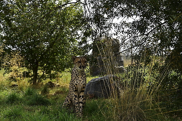 포토 JPG 해외이미지 동물 여유 얼굴 야생동물 포유류 아프리카 자연 영국 털 동물원 앉기 사람없음 야외 고양이 황무지 닫기 보호 큼 사파리 피부 속도 육식동물 사냥꾼 멸종 치타 남쪽 내추럴 고립 사바나 전국 탄자니아 해외포토 직업 감정 유럽 나라 컨셉 모션 신체부위 반려동물 크기 방향 생태계 파일형식 이미지허브