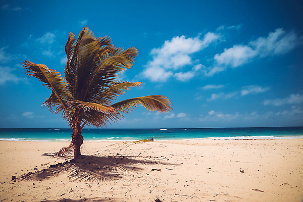 포토 JPG 해외이미지 나무 모래 파도 바다 섬 여행 백그라운드 자연 하늘 휴가 휴식 파노라마 손바닥 사람없음 야외 물 파란색 햇빛 태양 뷰티 맑음 흰색 만 뜨거움 휴양지 코코넛 석호 몰디브 도미니카공화국 이국적 파라다이스 해외포토 자연요소 식물 손 아시아 컬러 컨셉 과일 날씨 촬영기법 장소 남아메리카 생태계 파일형식 이미지허브