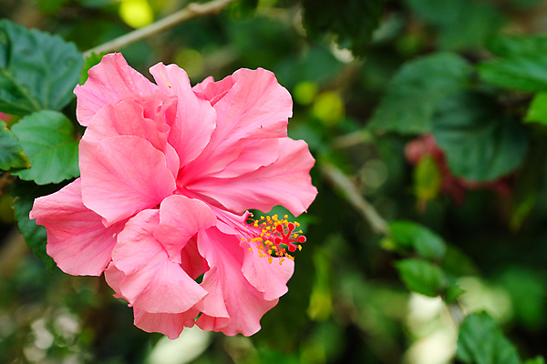 포토 JPG 해외이미지 식물 꽃잎 꽃 줄기 분홍색 백그라운드 잎 꽃무늬 자연 사람없음 빨간색 초록색 뷰티 노란색 정원 벚꽃 신선 개화 싱글 꽃가루 내추럴 꽃수술 이국적 히비스커스 해외포토 컬러 무늬 가루 생태계 파일형식 이미지허브