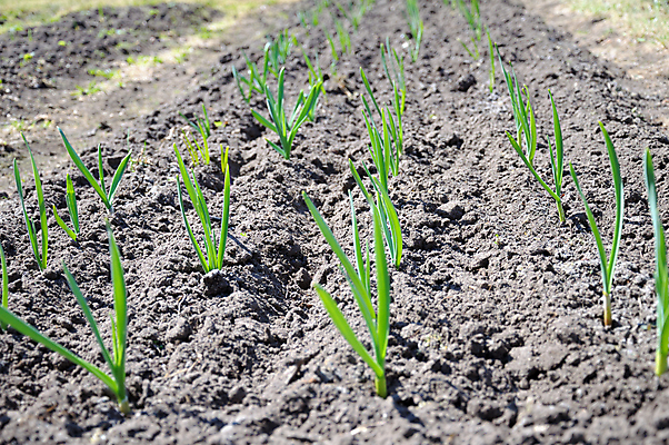 포토 JPG 해외이미지 식물 줄기 잎 밭 농업 채소 자연 양파 풍경 사람없음 초록색 여름 농작물 햇빛 농장 환경 정원 성장 시골 잡기 볏짚 작음 허브 원예 장면 개발 돌봄 모종 심기 줄서기 세련 해외포토 계절 산업 컬러 모션 취미 태양 짚 크기 생태계 파일형식 이미지허브