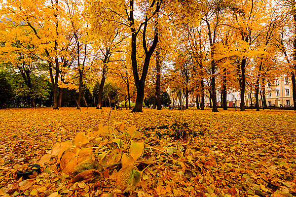 포토 JPG 해외이미지 주간 공원 단풍 낙엽 단풍나무 사람없음 야외 주황색 해외포토 자연요소 나무 공공시설 컬러 잎 파일형식 이미지허브