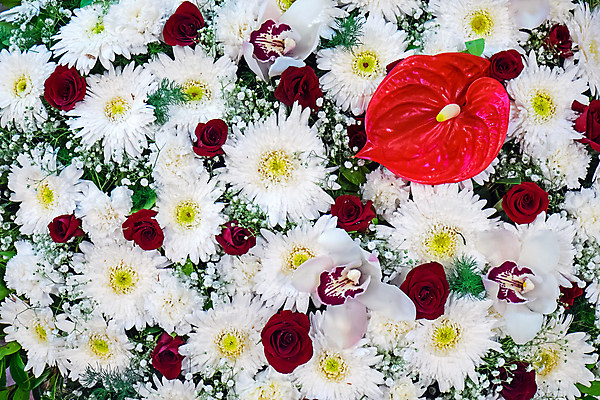 포토 JPG 해외이미지 식물 꽃잎 꽃 백그라운드 꽃무늬 자연 국화 사람없음 장식 빨간색 초록색 장미 머리 흰색 그룹 큼 오브젝트 데이지 거베라 멀티 영원 줄서기 해외포토 컬러 무늬 모션 신체부위 크기 생태계 파일형식 이미지허브