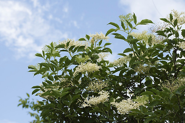 포토 JPG 해외이미지 식물 음식 과일 건강 사람없음 농장 다양 신선 심볼 소재 이국적 해외포토 다수 농업 파일형식 이미지허브