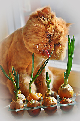 포토 JPG 해외이미지 응시 얼굴 음식 생각 다이어트 채소 양파 수염 털 건강 앉기 사람없음 빨간색 반려동물 머리 귀여움 고양이 수확 핥기 큼 먹기 호기심 코 코믹 몸단장 발견 동반자 채식주의자 총구 해외포토 동물 시선 감정 컬러 컨셉 농업 포유류 모션 신체부위 크기 채식 파일형식 이미지허브