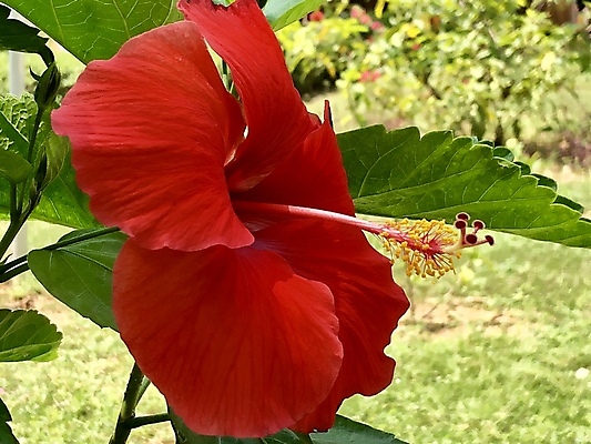 포토 JPG 해외이미지 식물 꽃잎 꽃 분홍색 꽃다발 여행 백그라운드 잎 꽃무늬 자연 아침 사랑 사람없음 빨간색 초록색 컬러풀 햇빛 뷰티 장미 정원 맑음 봄 벚꽃 개화 배열 꽃가루 양귀비 내추럴 고립 블러 히비스커스 해외포토 주간 계절 감정 컬러 무늬 날씨 태양 가루 생태계 파일형식 이미지허브