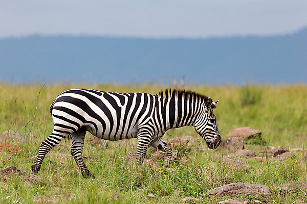 포토 JPG 해외이미지 동물 공원 야생동물 여행 백그라운드 패턴 밭 포유류 아프리카 자연 초식동물 서기 사람없음 야외 초록색 검은색 줄무늬 게임 흰색 그룹 황무지 군중 방목 사파리 얼룩말 케냐 동쪽 남쪽 내추럴 동물상 마사이족 사바나 세렝게티 전국 탄자니아 해외포토 공공시설 나라 컬러 무늬 농업 모션 놀이 사람 조형물 말_동물 축산업 방향 생태계 파일형식 이미지허브