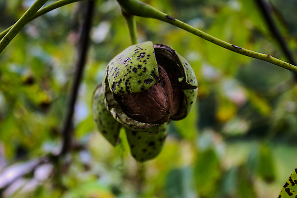 포토 JPG 해외이미지 나무 식물 계절 음식 잎 농업 과일 재료 자연 건조 건강 사람없음 초록색 갈색 정원 모임 견과류 수확 성장 껍질 나뭇가지 시골 신선 유기농 날것 호두 국산 내추럴 보스니아 숙성 채식주의자 세련 해외포토 웰빙 산업 컬러 생태계 채식 파일형식 이미지허브