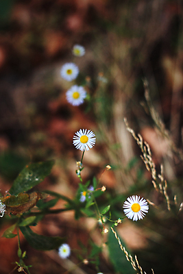 포토 JPG 해외이미지 나무 식물 꽃 건조 따뜻함 잔디 사람없음 야외 목재 초록색 햇빛 태양 갈색 노란색 새싹 맑음 보라색 벚꽃 광선 시골 그룹 숲 작음 6 허브 제비꽃 시들음 창백 줄서기 캐모마일 많음 해외포토 자연요소 컬러 컨셉 재료 모션 날씨 숫자 크기 파일형식 이미지허브