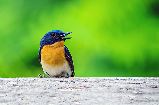 포토 JPG 해외이미지 동물 응시 아시아 벽 백그라운드 오렌지 자연 조류 하늘 앉기 동양인 사람없음 야외 건물 파란색 컬러풀 노란색 환경 코트 나뭇가지 분위기 숲 작음 깃털 대문 부리 내추럴 동물상 해외포토 나무 건축물 시선 나라 컬러 컨셉 과일 모션 인종 조형물 문 외투 크기 생태계 파일형식 이미지허브