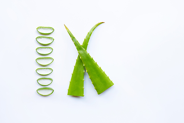 포토 JPG 해외이미지 스튜디오촬영 단면 실내 사람없음 하이앵글 뷰티 흰배경 알로에 해외포토 식물 뷰포인트 백그라운드 내부 흰색 파일형식 이미지허브