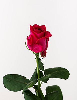 포토 JPG 해외이미지 꽃잎 잎 사람없음 뷰티 장미 흰배경 해외포토 식물 꽃 백그라운드 흰색 파일형식 이미지허브 이미지허브