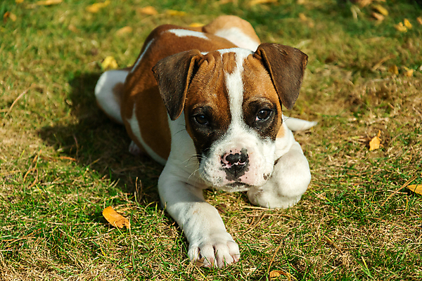 포토 JPG 해외이미지 동물 1 응시 얼굴 포유류 자연 사람없음 야외 초록색 여름 반려동물 갈색 흰색 개 강아지 작음 송곳니 거짓말 유래 해외포토 시선 계절 컬러 신체부위 치아 크기 생태계 파일형식 이미지허브