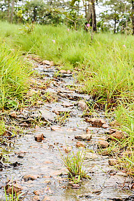 포토 JPG 해외이미지 식물 공원 백그라운드 잎 밭 자연 날씨 추상 잔디 사람없음 야외 초록색 물 빛 농장 환경 정원 봄 젖음 성장 물방울 신선 액체 허브 묘사 내추럴 생태학 해외포토 자연요소 계절 공공시설 교육 컬러 무늬 농업 생태계 파일형식 이미지허브