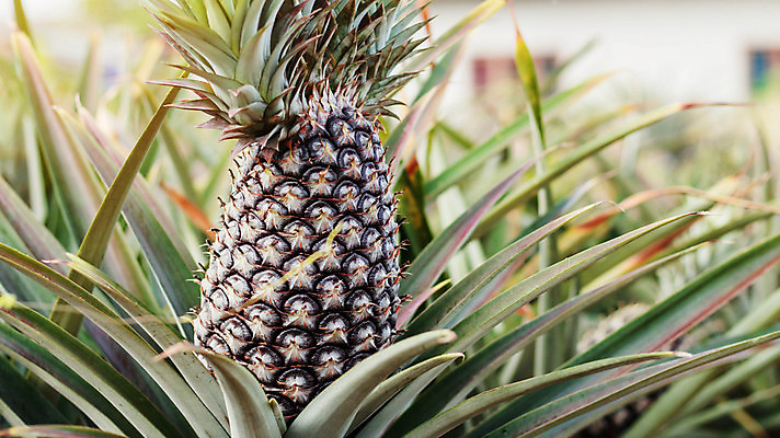 포토 JPG 해외이미지 식물 아시아 음식 여행 잎 밭 농업 다이어트 과일 태국 자연 건강 동양인 사람없음 야외 초록색 농작물 햇빛 농장 정원 성장 시골 신선 달콤 땅 파인애플 싱글 유기농 내추럴 밭일 숙성 이국적 해외포토 웰빙 나라 산업 컬러 인종 태양 맛 열대과일 생태계 파일형식 이미지허브