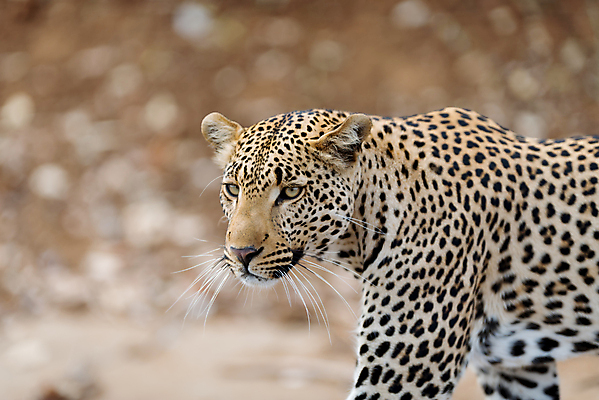 포토 JPG 해외이미지 주간 한마리 응시 야생동물 자연 사람없음 야외 아웃포커스 맹수 표범 남아프리카 보츠와나 해외포토 자연요소 동물 1 시선 포유류 아프리카 촬영기법 생태계 파일형식 이미지허브